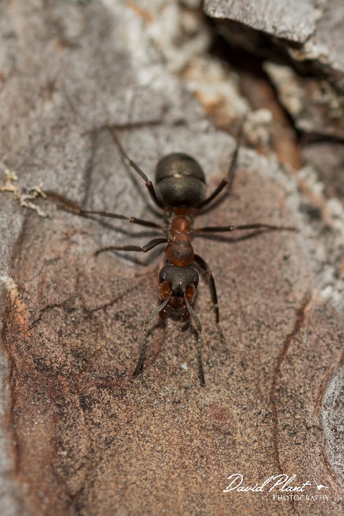 David Plant Photography - Wildlife Photography - Formica lugubris - I.jpg - Hairy wood ant, Formica lugubris - Perth and Kinross